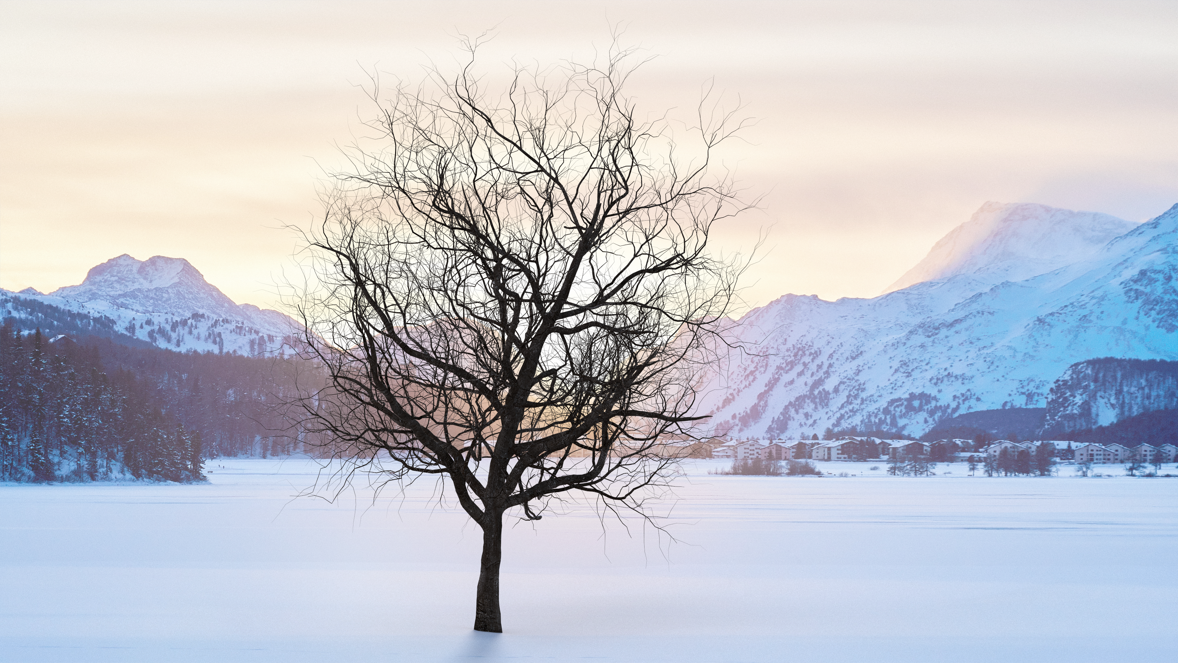Winter Cherry Tree, view 12