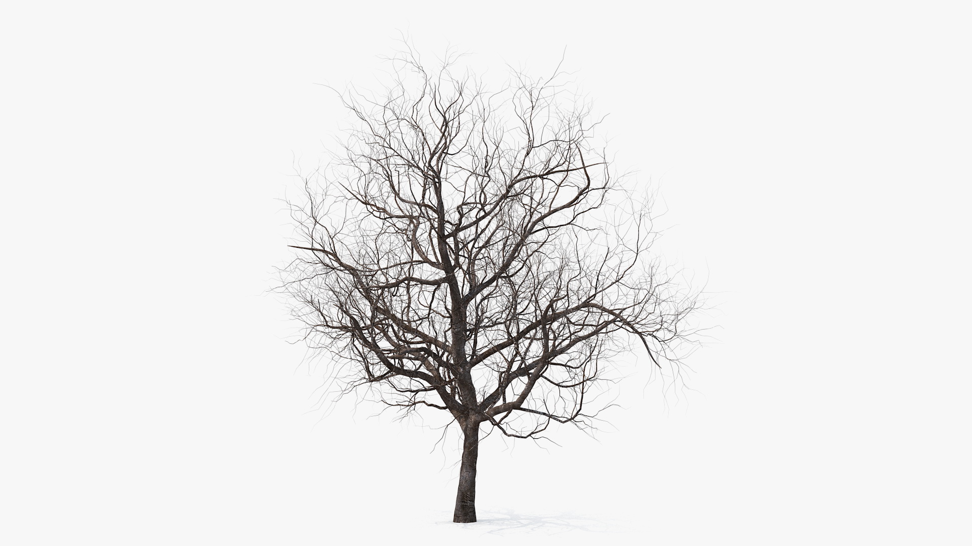 3D Winter Cherry Tree model