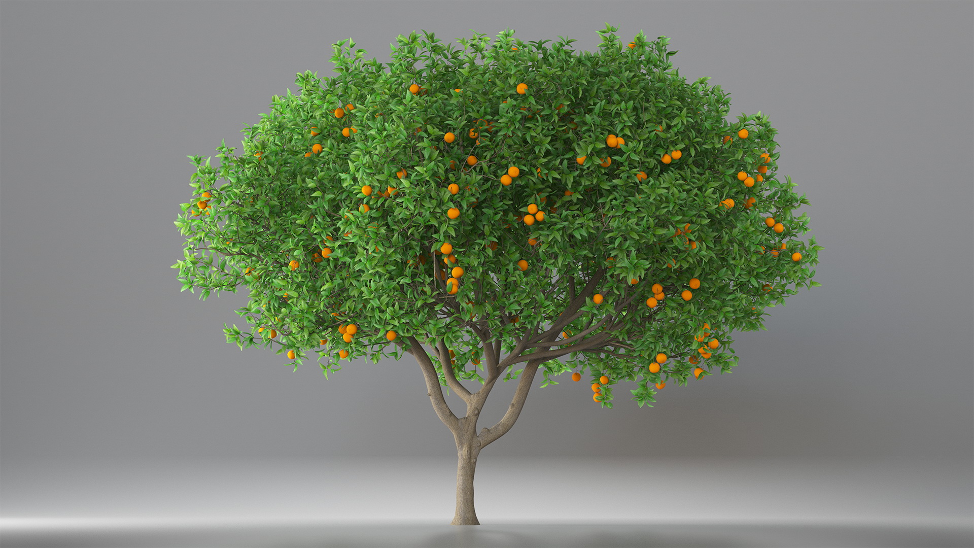 3D Orange Tree with Fruits model
