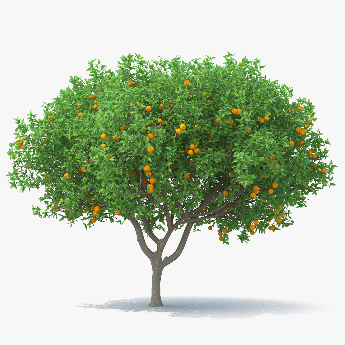 Orange Tree with Fruits, view 3
