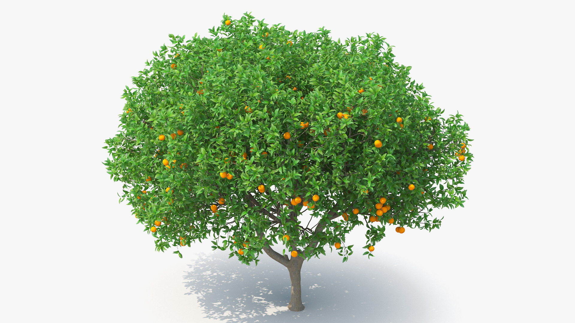 3D Orange Tree with Fruits model