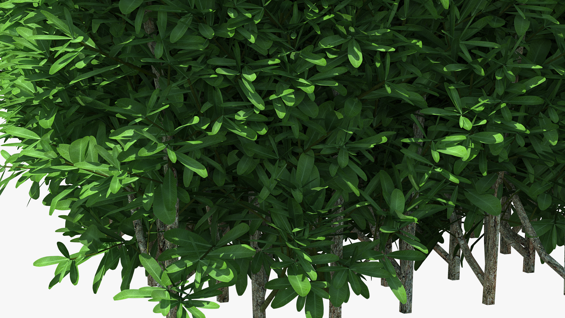 Boxwood Square Bush 3D model