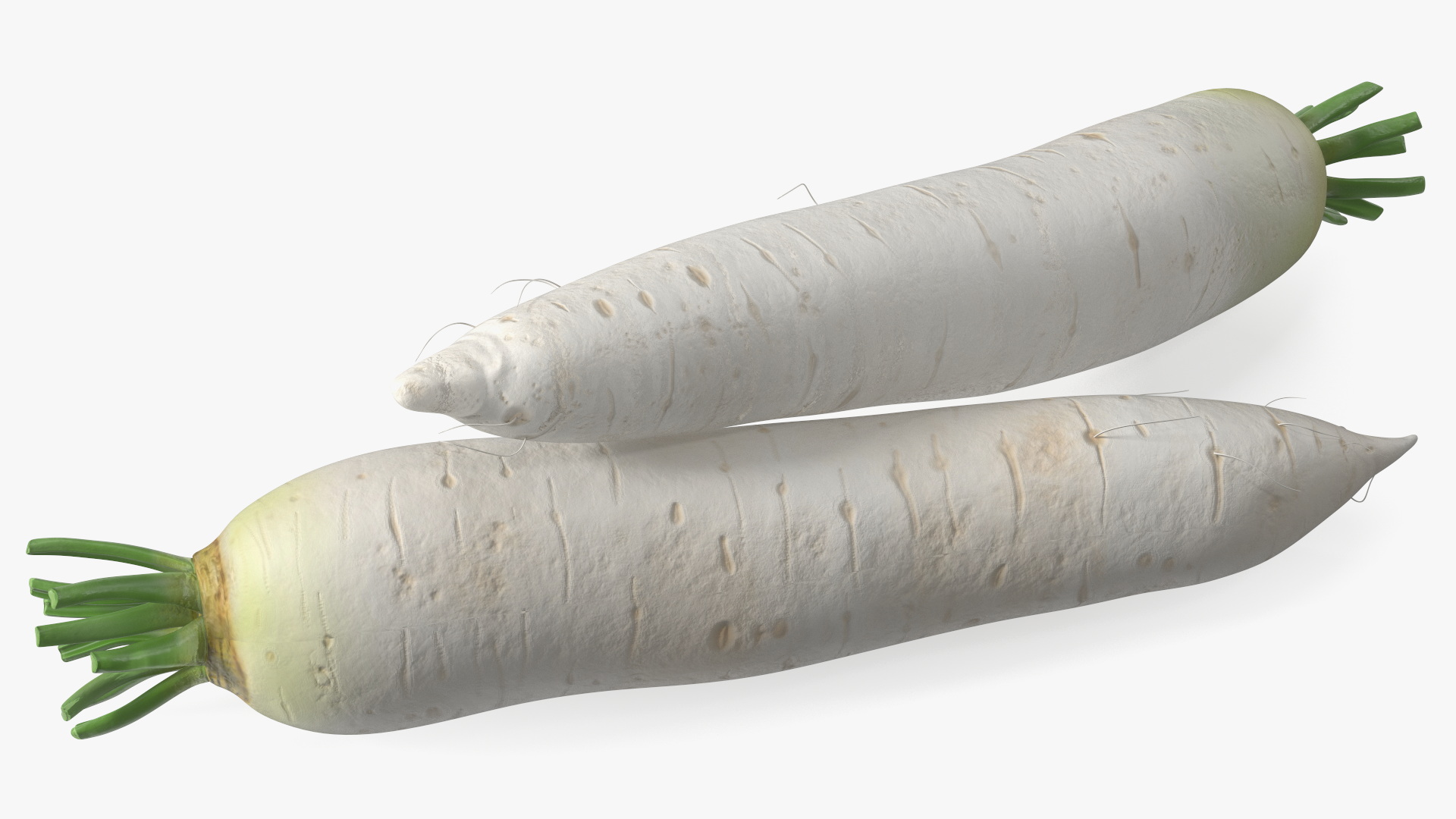 Daikon Long White Radish 3D model