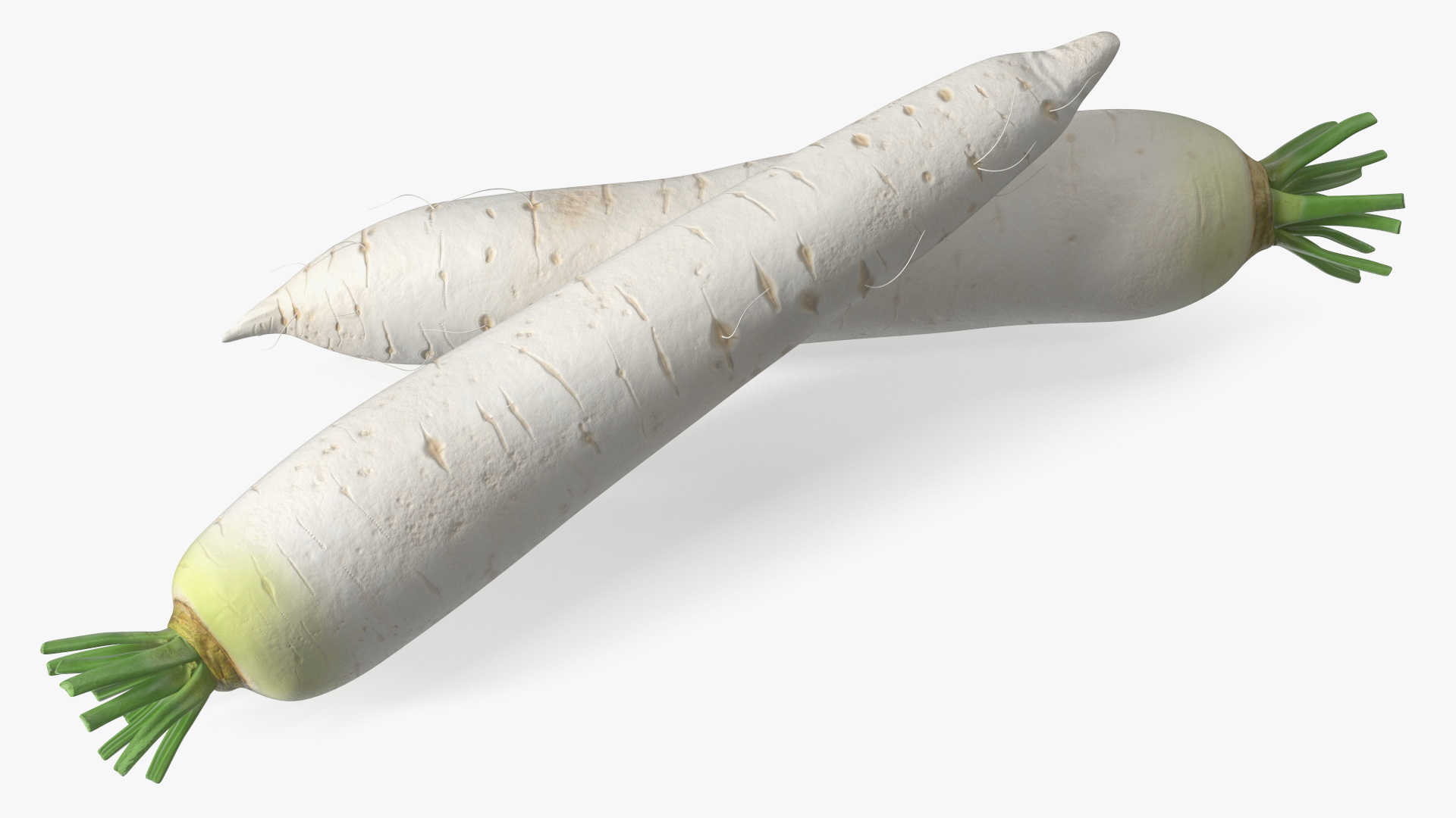 Daikon Long White Radish 3D model