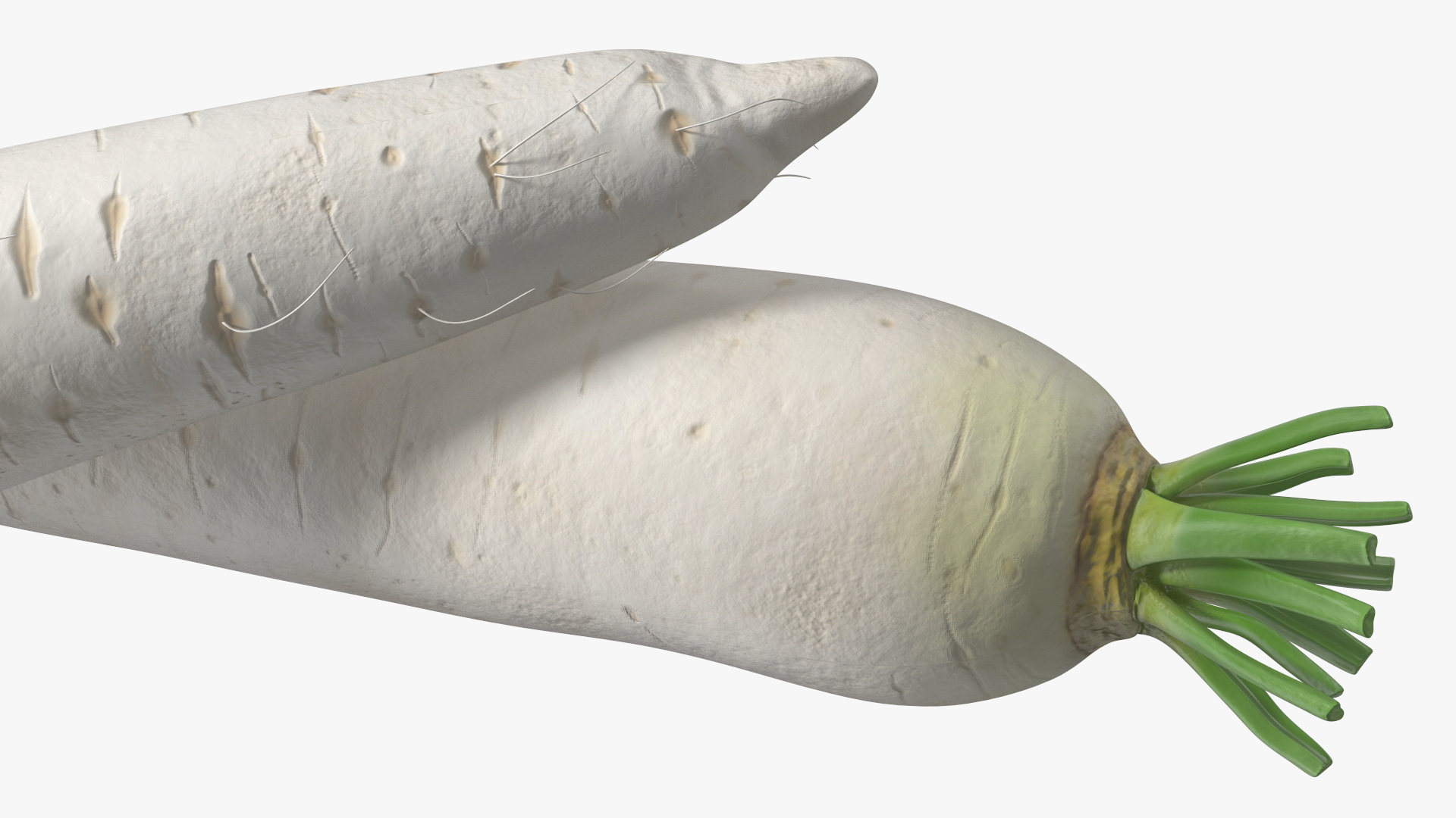 Daikon Long White Radish 3D model