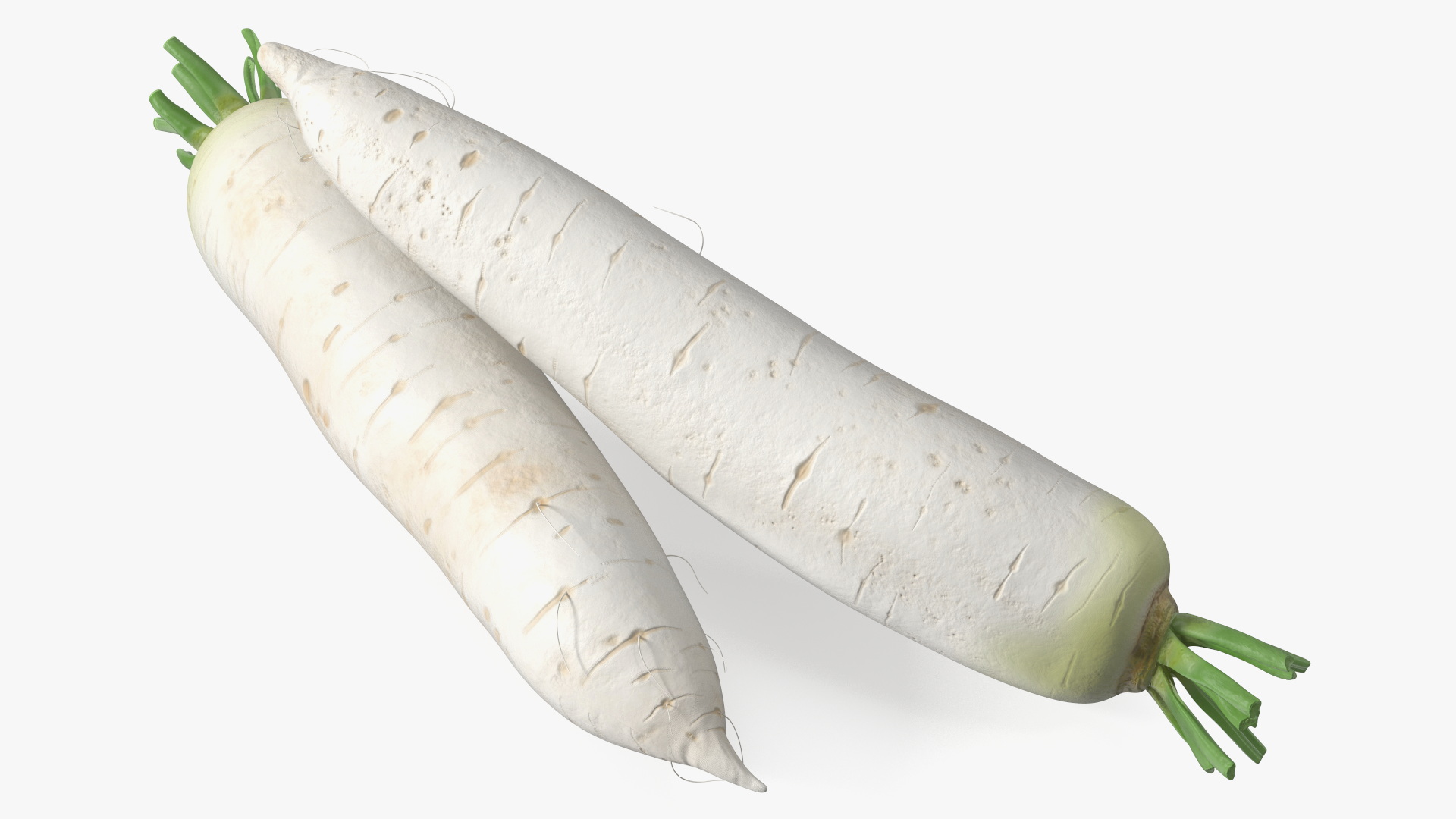 Daikon Long White Radish 3D model