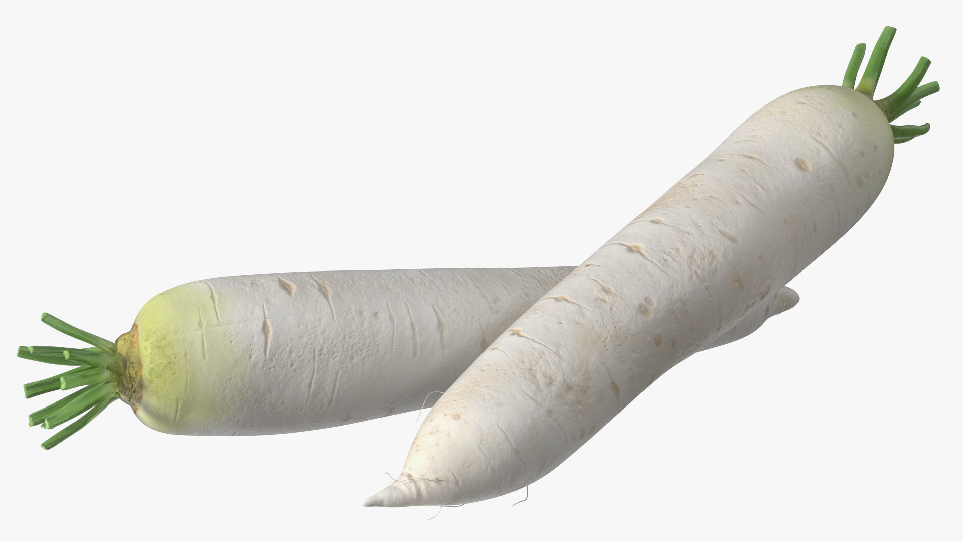 Daikon Long White Radish 3D model