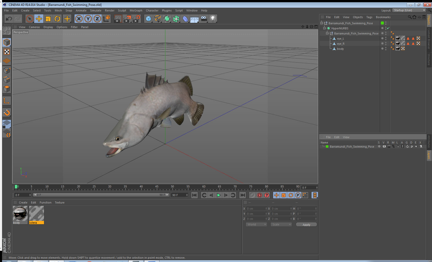 Barramundi Fish Swimming Pose 3D model