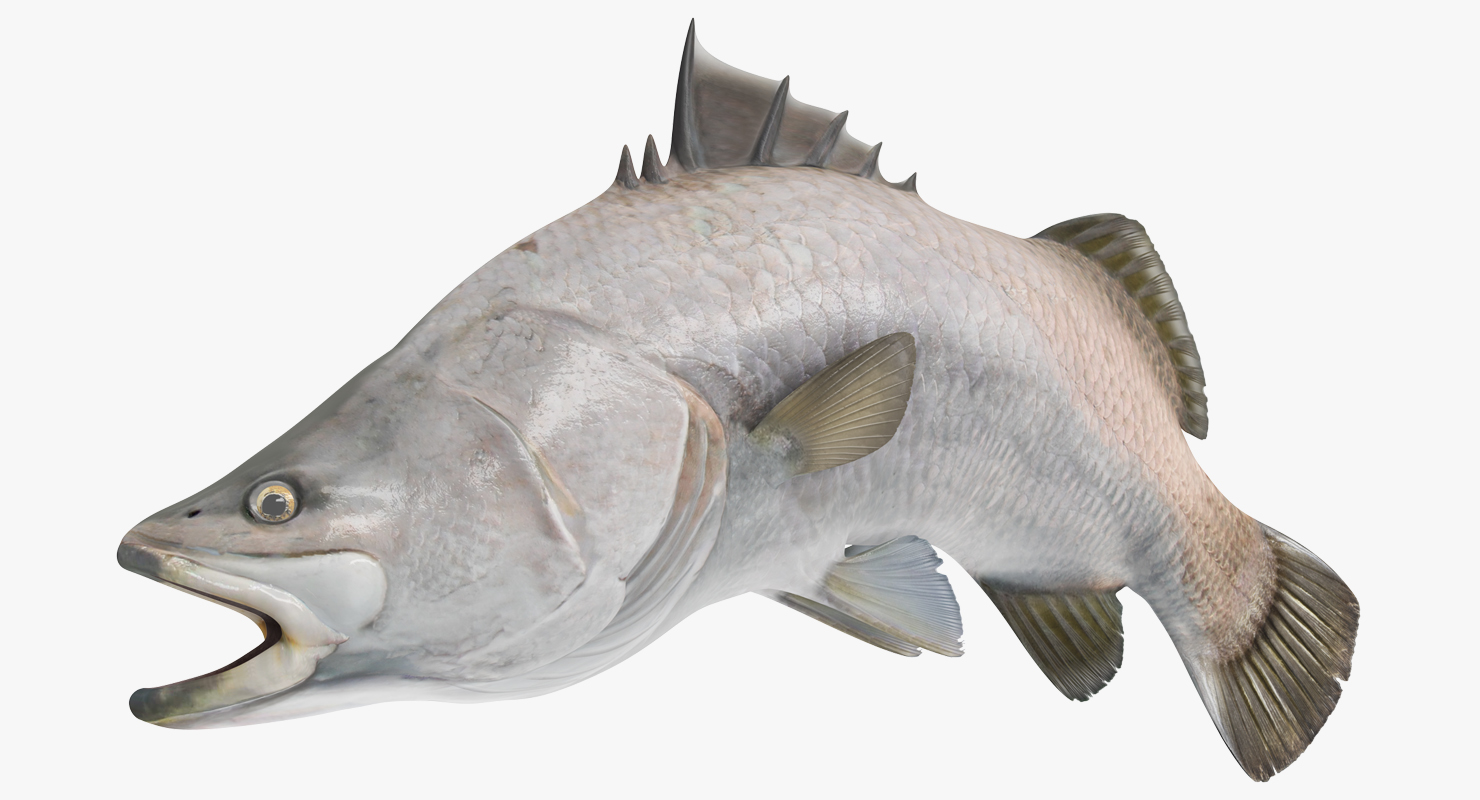 Barramundi Fish Swimming Pose 3D model