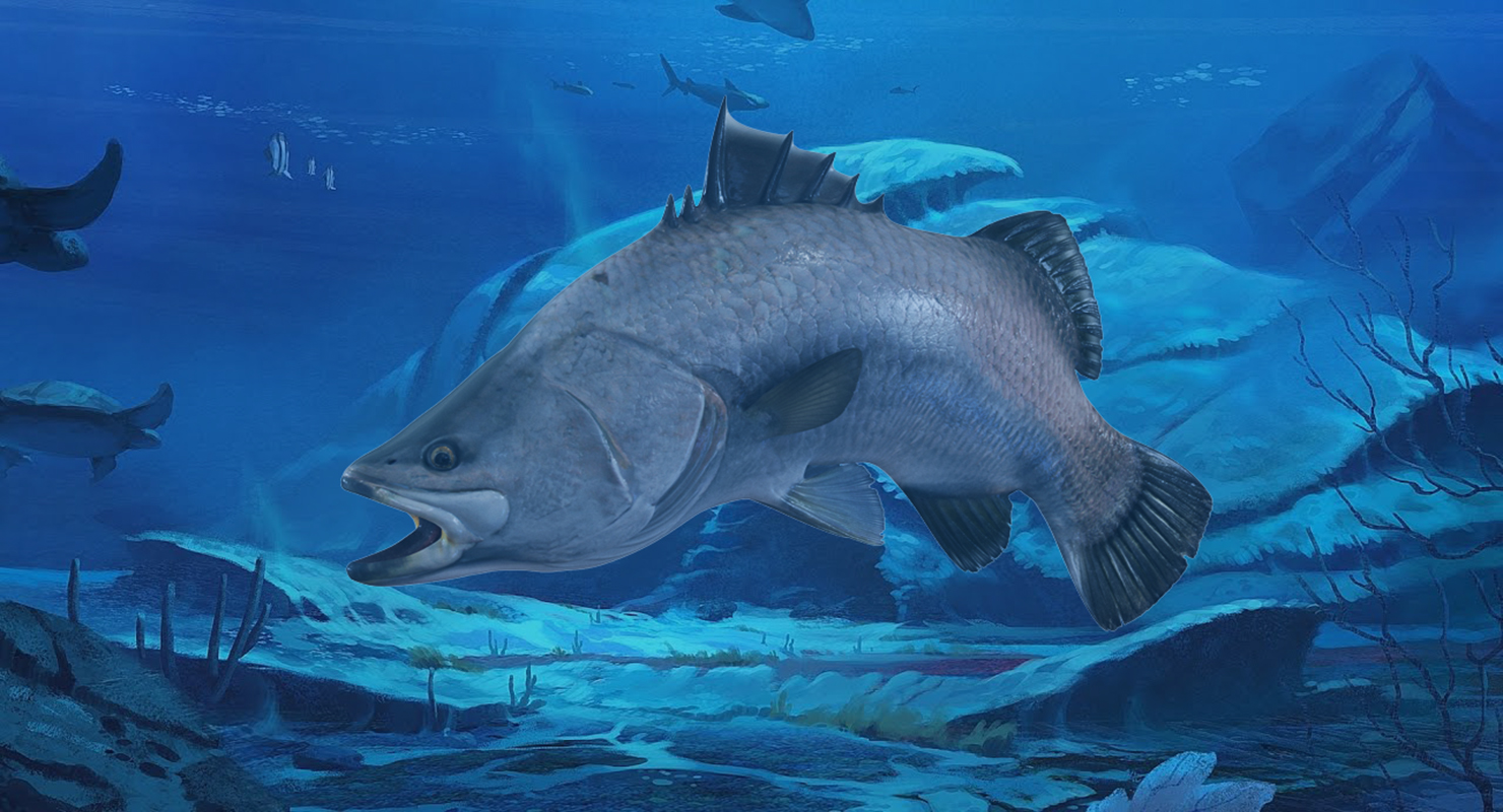 Barramundi Fish Swimming Pose 3D model