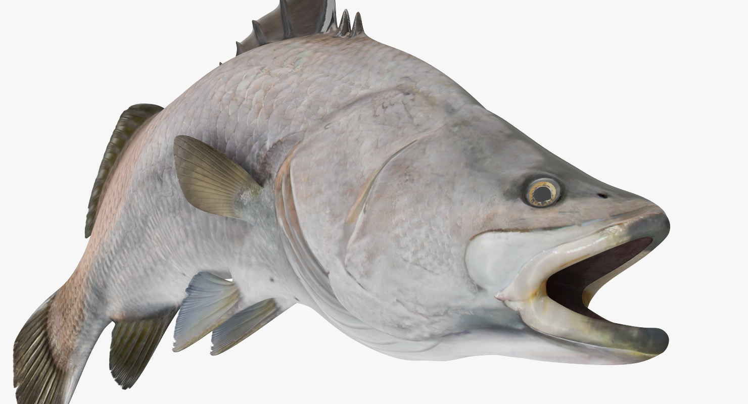 Barramundi Fish Swimming Pose 3D model