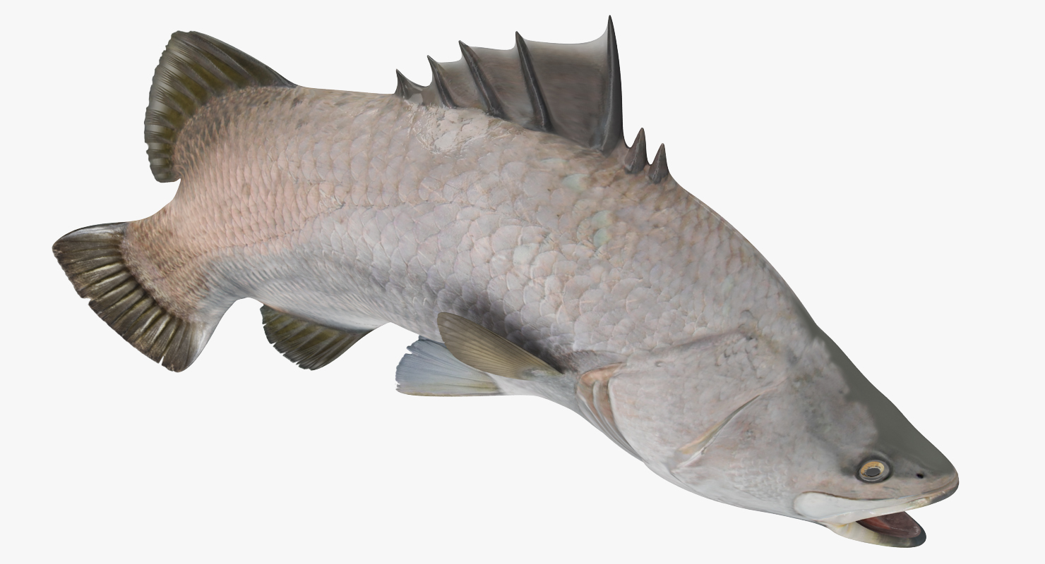 Barramundi Fish Swimming Pose 3D model