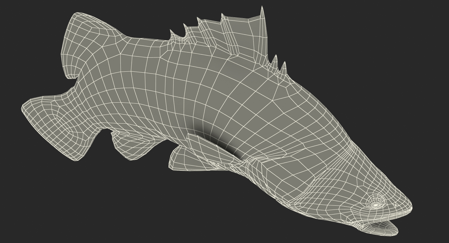 Barramundi Fish Swimming Pose 3D model