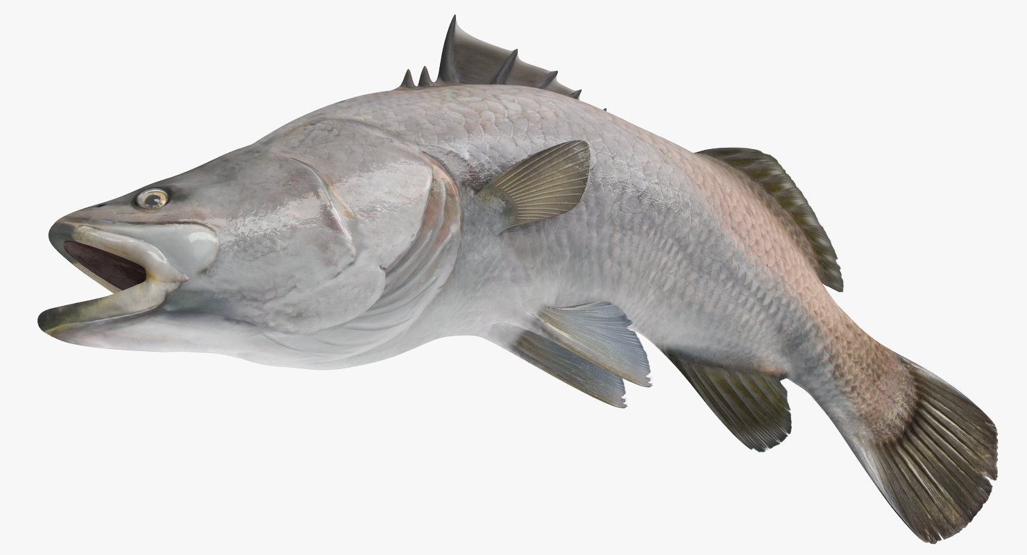Barramundi Fish Swimming Pose 3D model