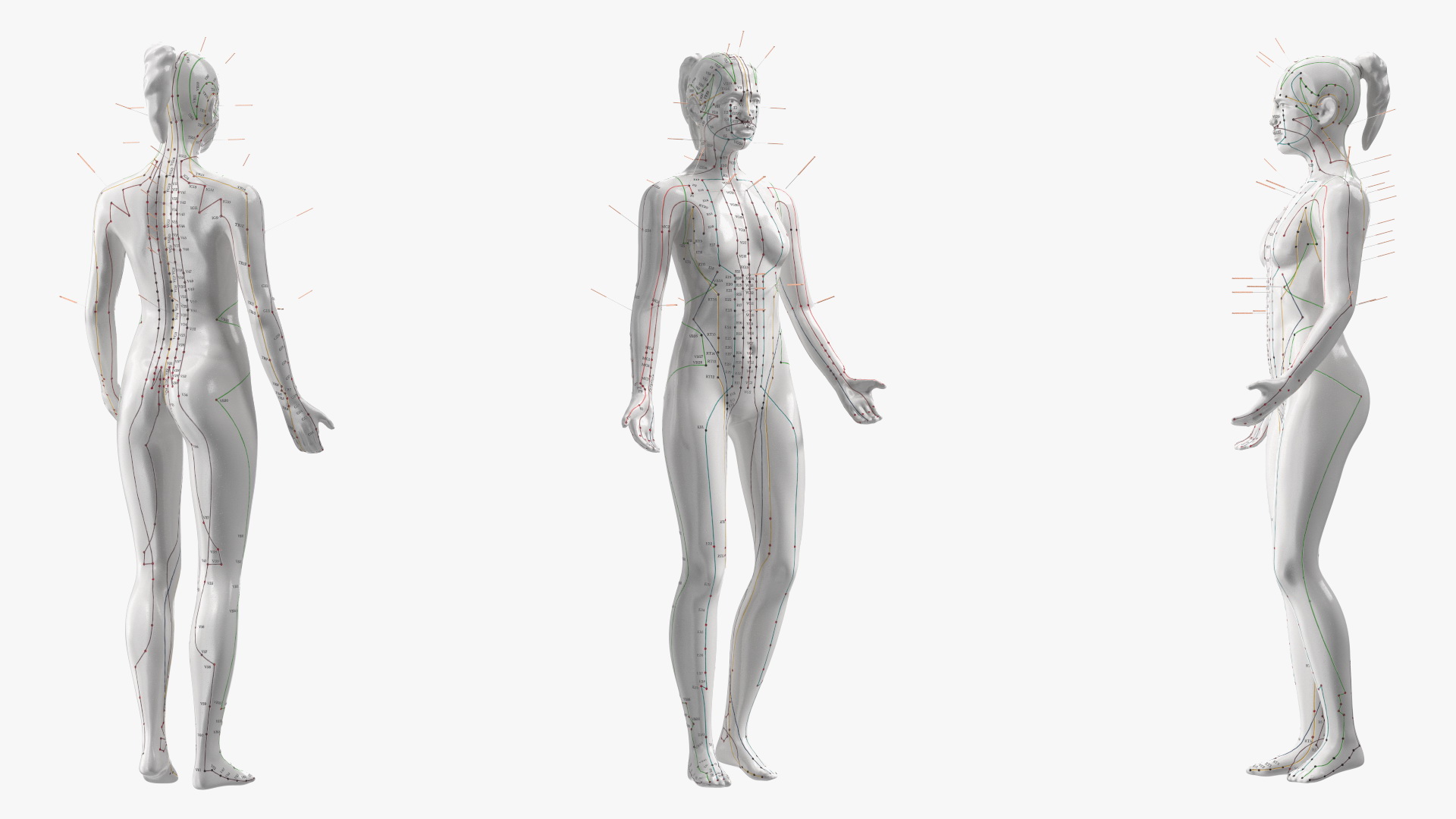 3D model Female Acupuncture Anatomy Chart with Needles