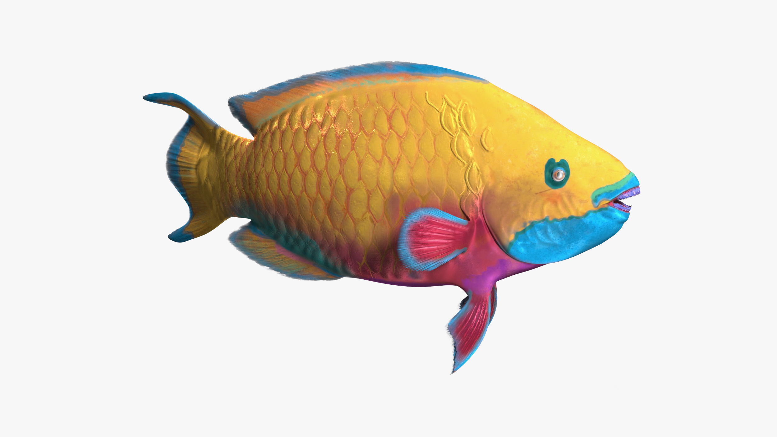 Yellow Coral Parrotfish Rigged for Cinema 4D 3D model
