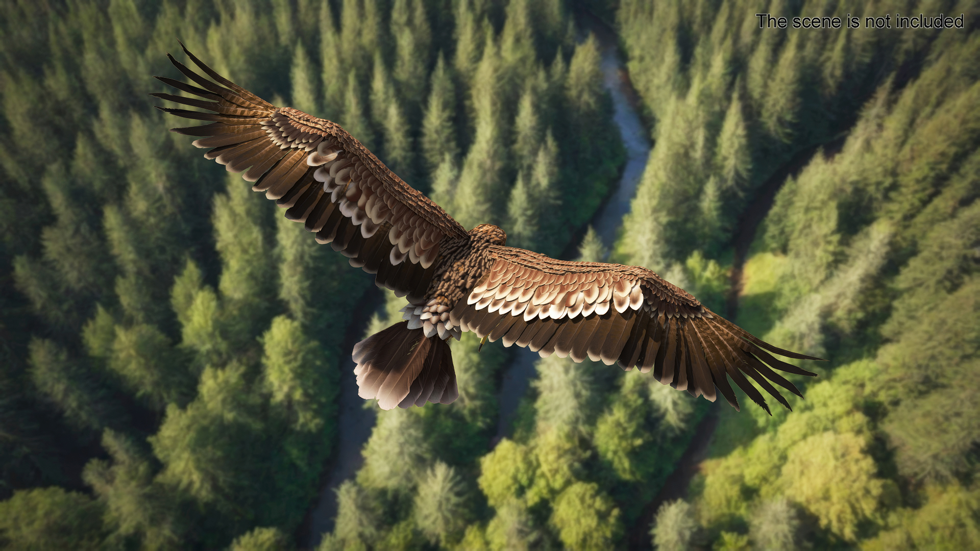 Imperial Eagle Attacking Pose 3D model