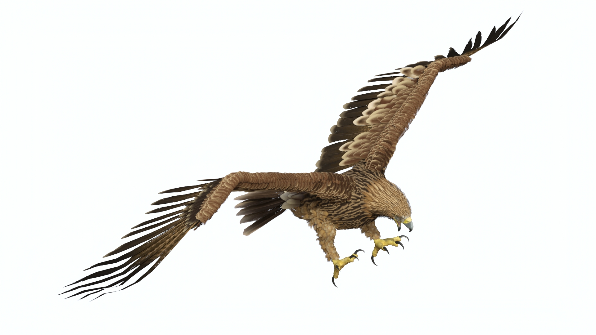 Imperial Eagle Attacking Pose 3D model