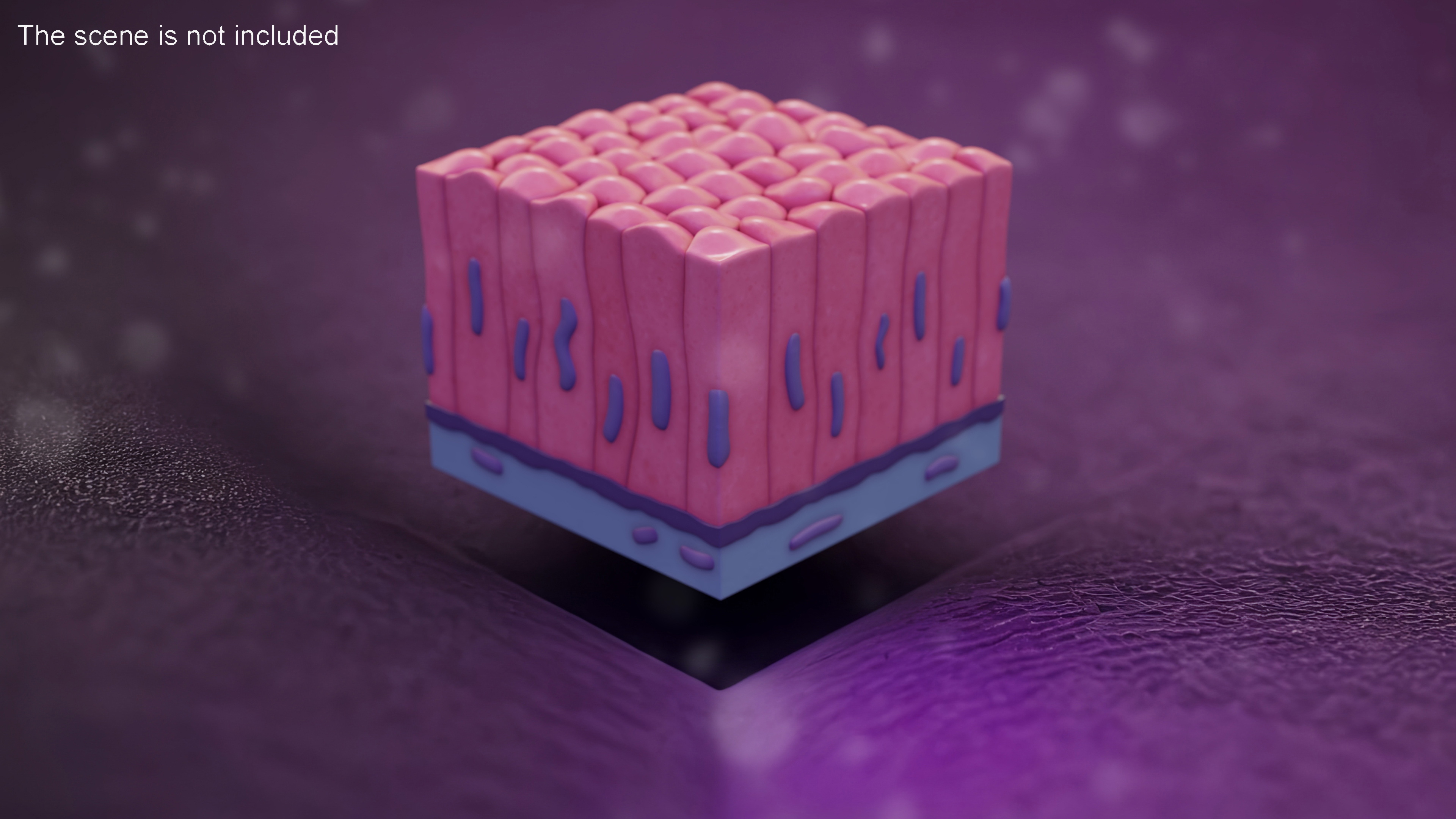 Columnar Epithelium 3D model