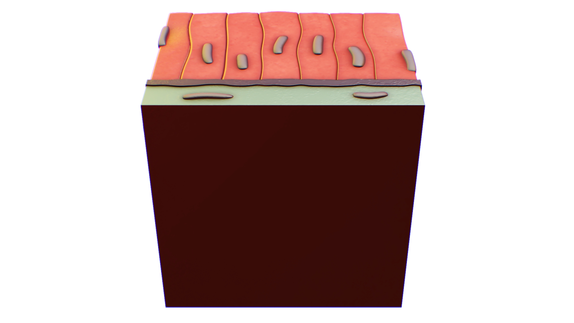 Columnar Epithelium 3D model