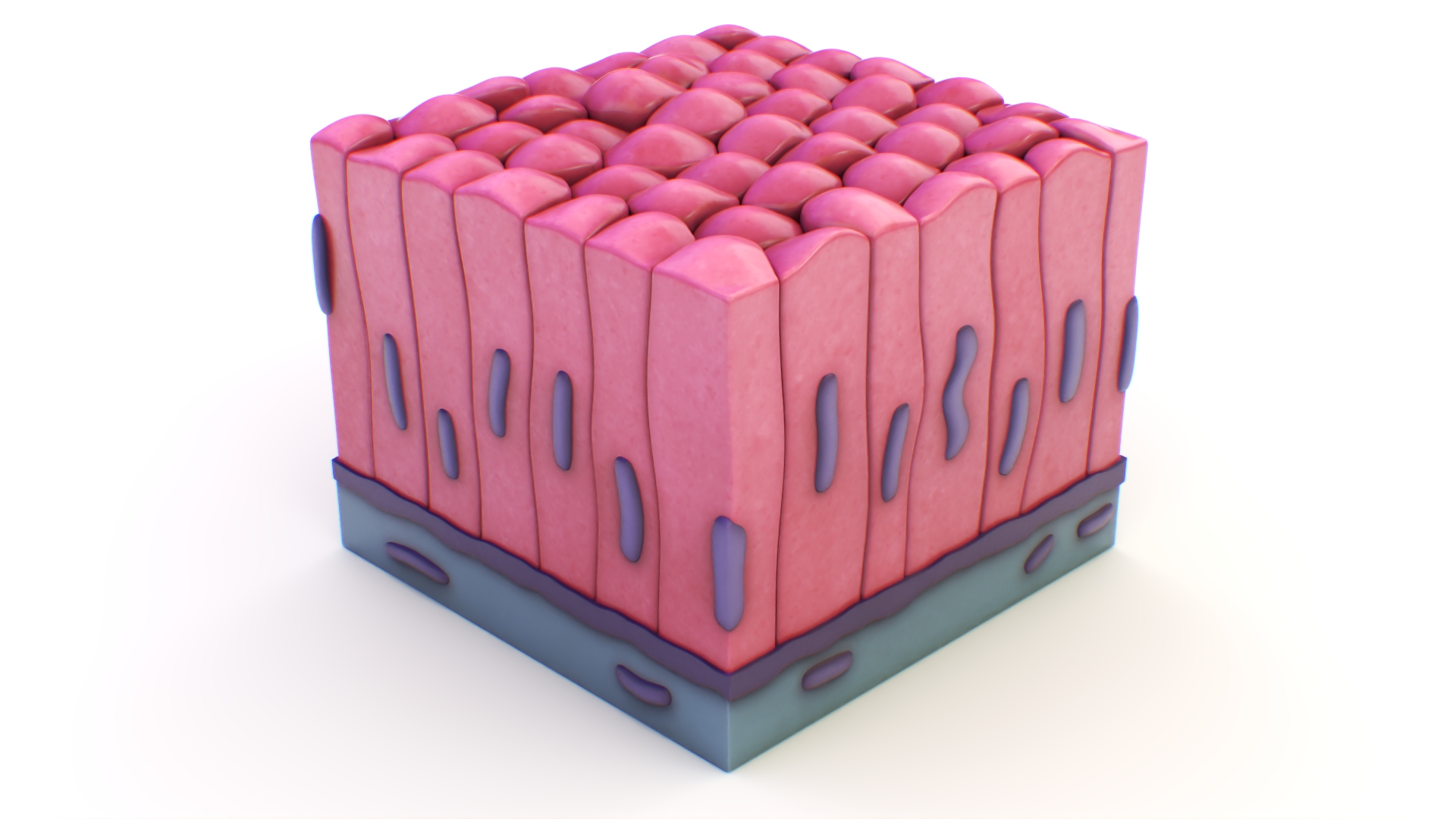 Columnar Epithelium 3D model