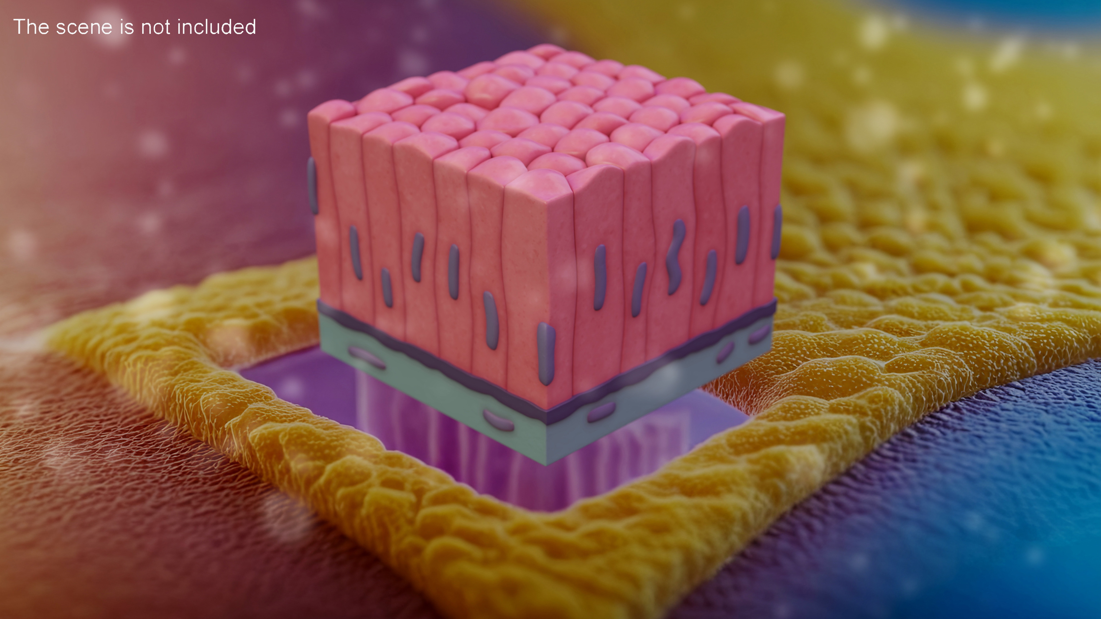 Columnar Epithelium 3D model