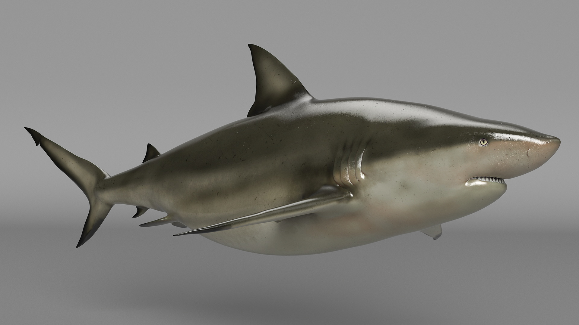 3D Pigeye Shark or Java Shark Rigged model