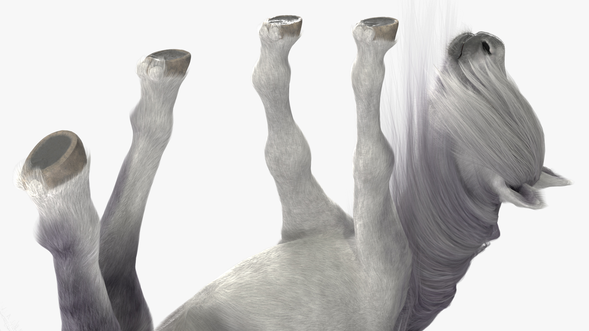 White Pony with Long Mane Grazing Fur 3D