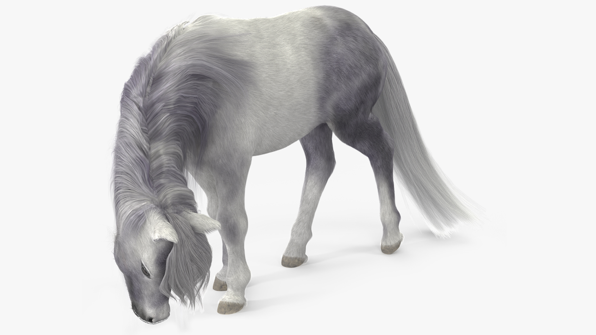 White Pony with Long Mane Grazing Fur 3D