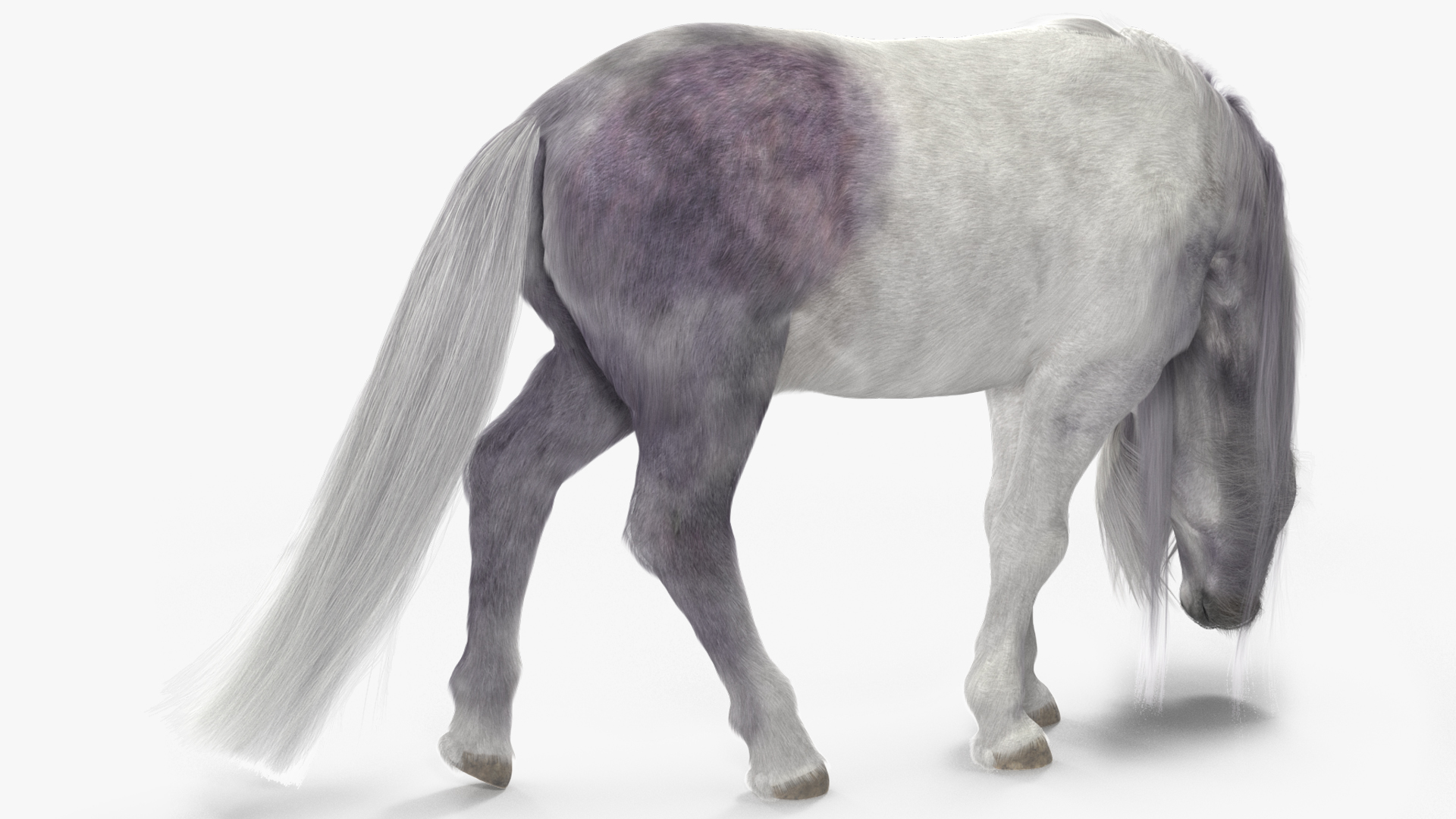 White Pony with Long Mane Grazing Fur 3D
