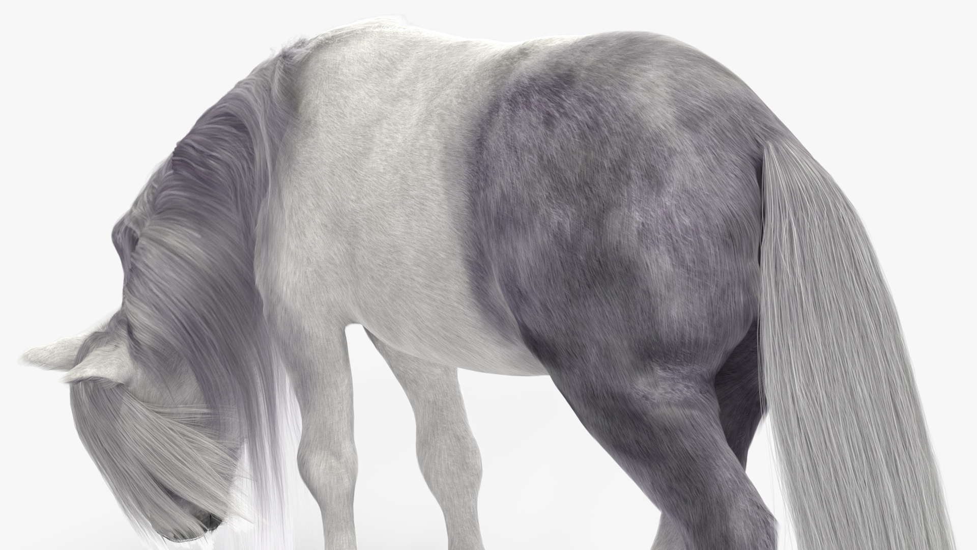 White Pony with Long Mane Grazing Fur 3D