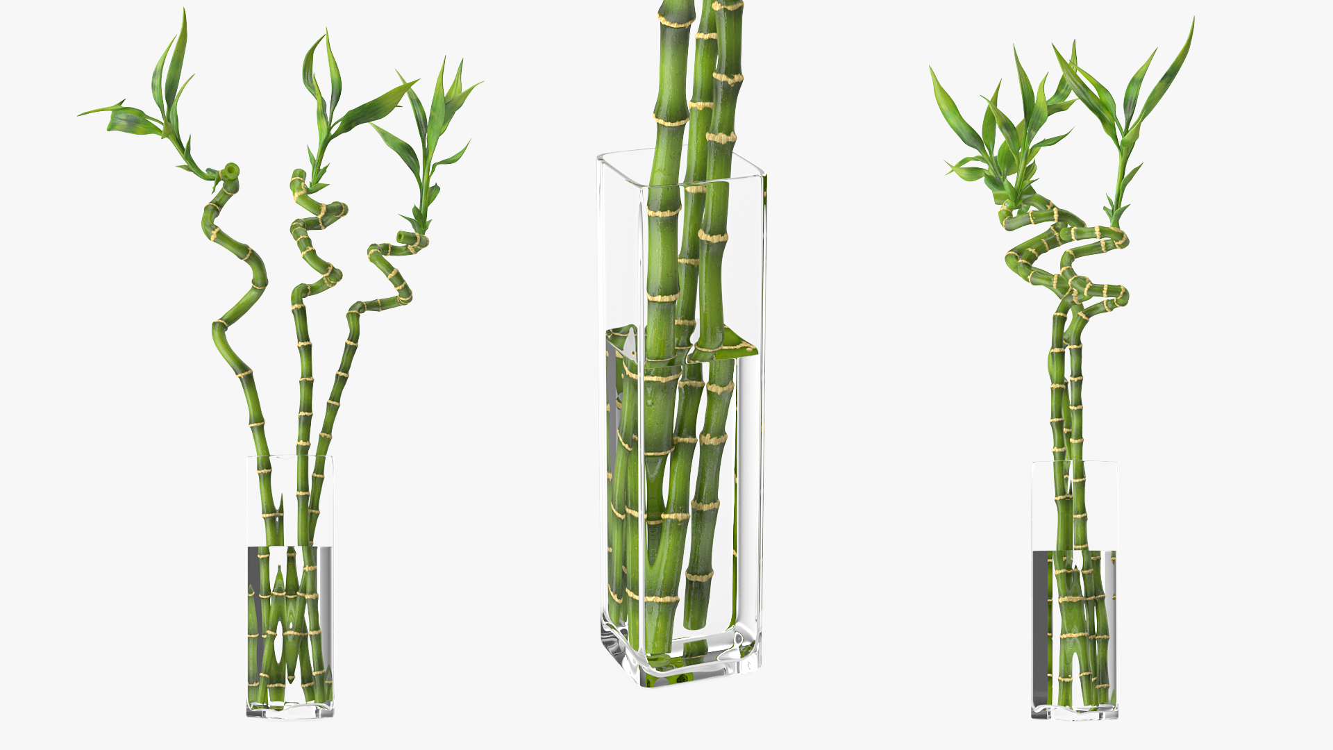 3D model Lucky Bamboo Bouquet