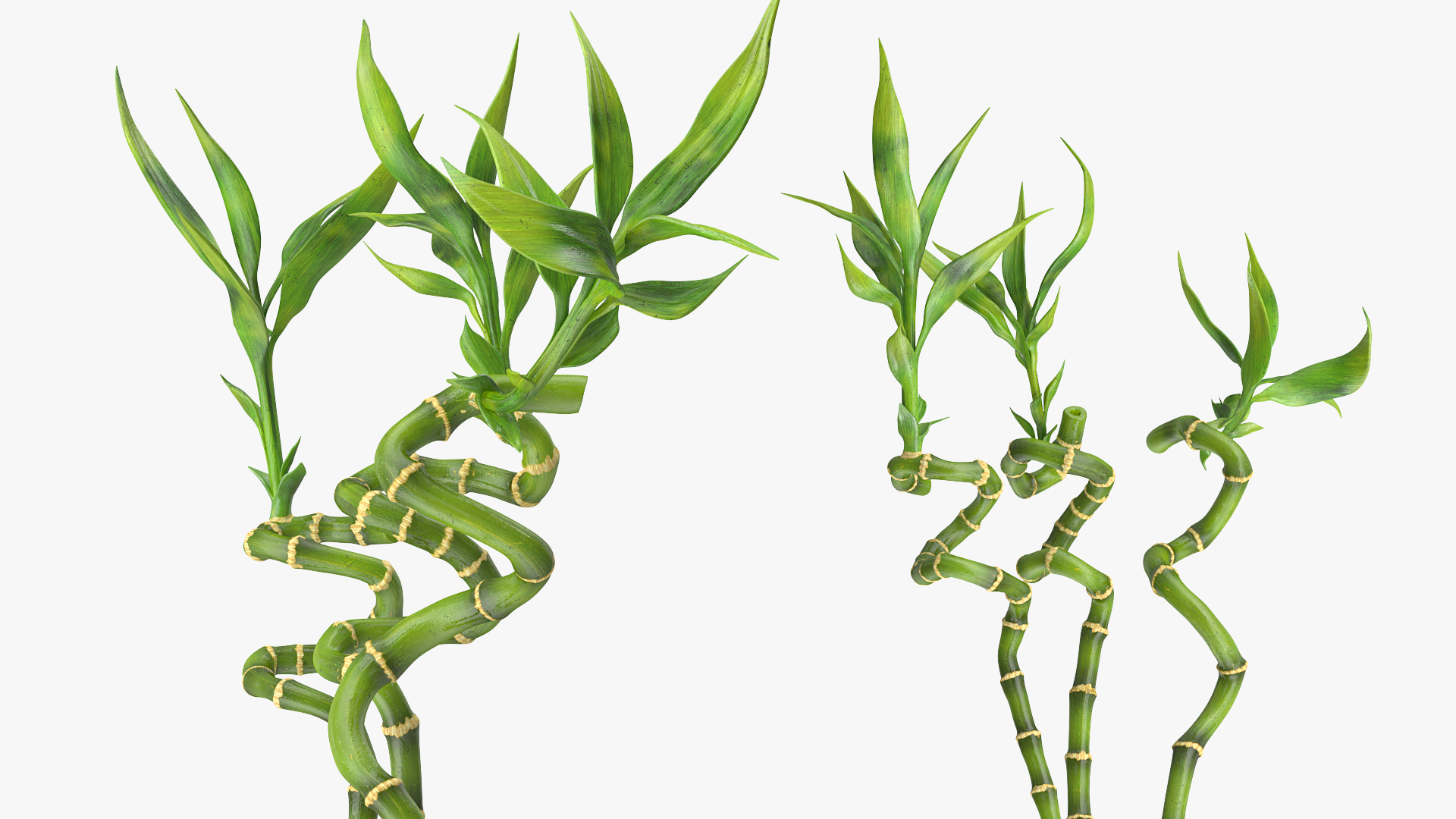 3D model Lucky Bamboo Bouquet