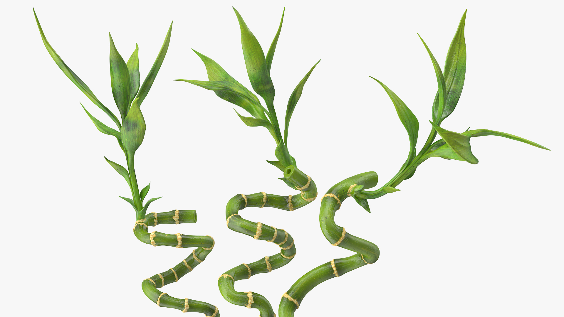 3D model Lucky Bamboo Bouquet