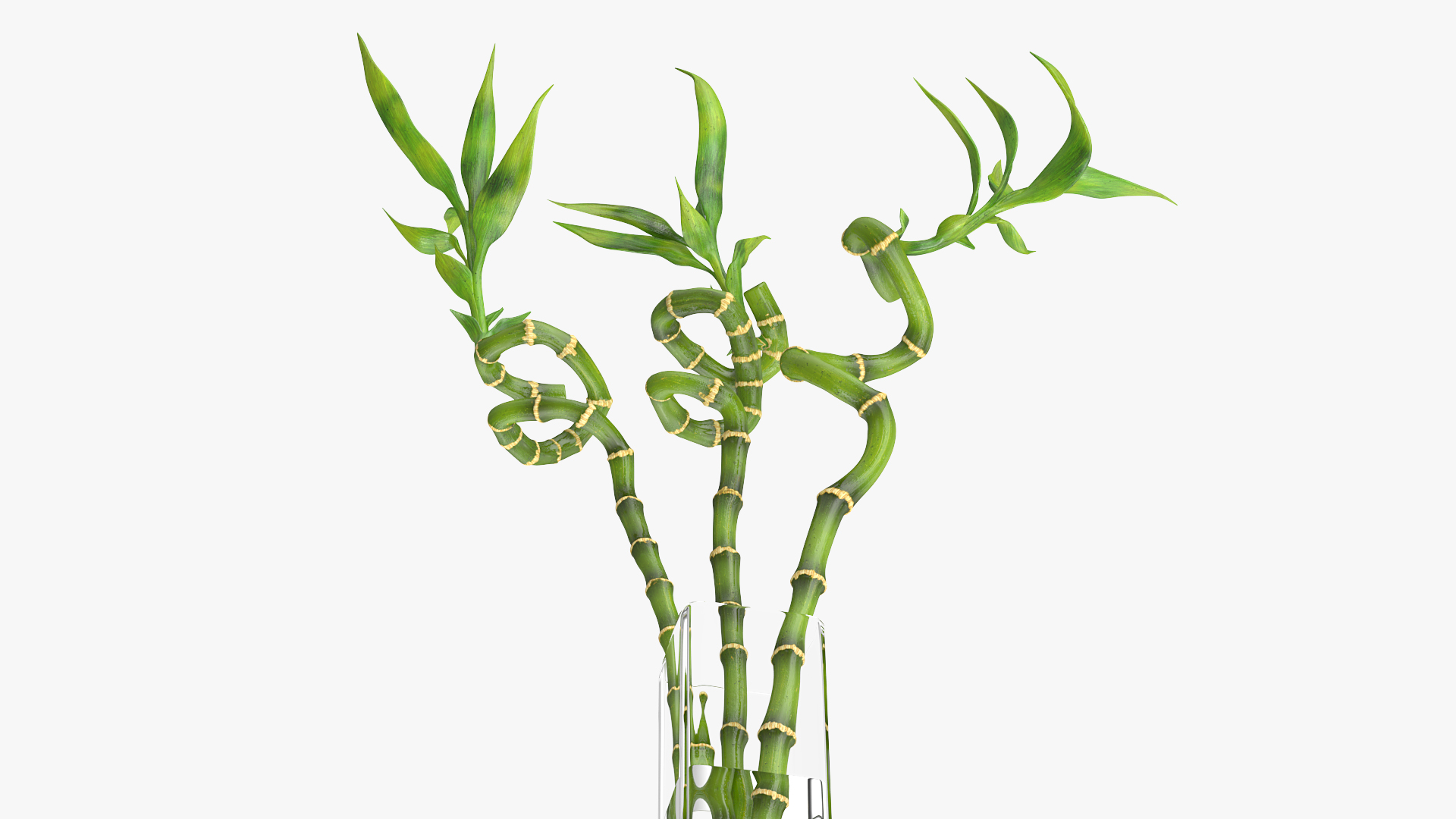 3D model Lucky Bamboo Bouquet