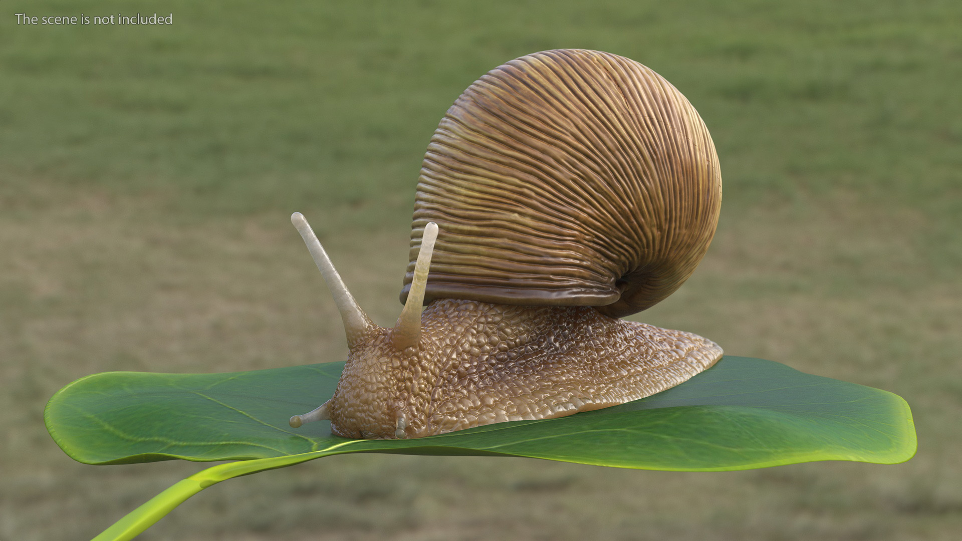 Garden Snail 3D