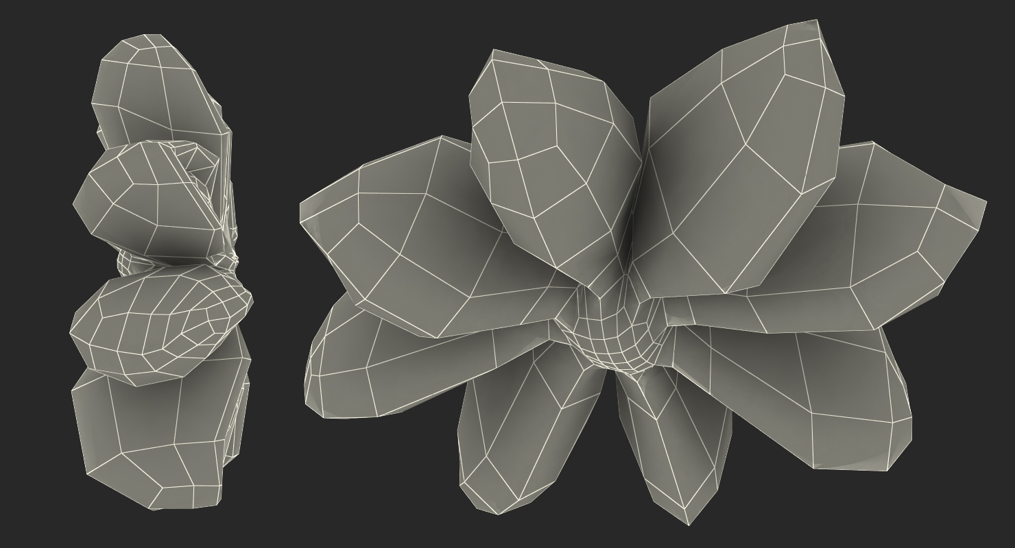 3D model Star Anise