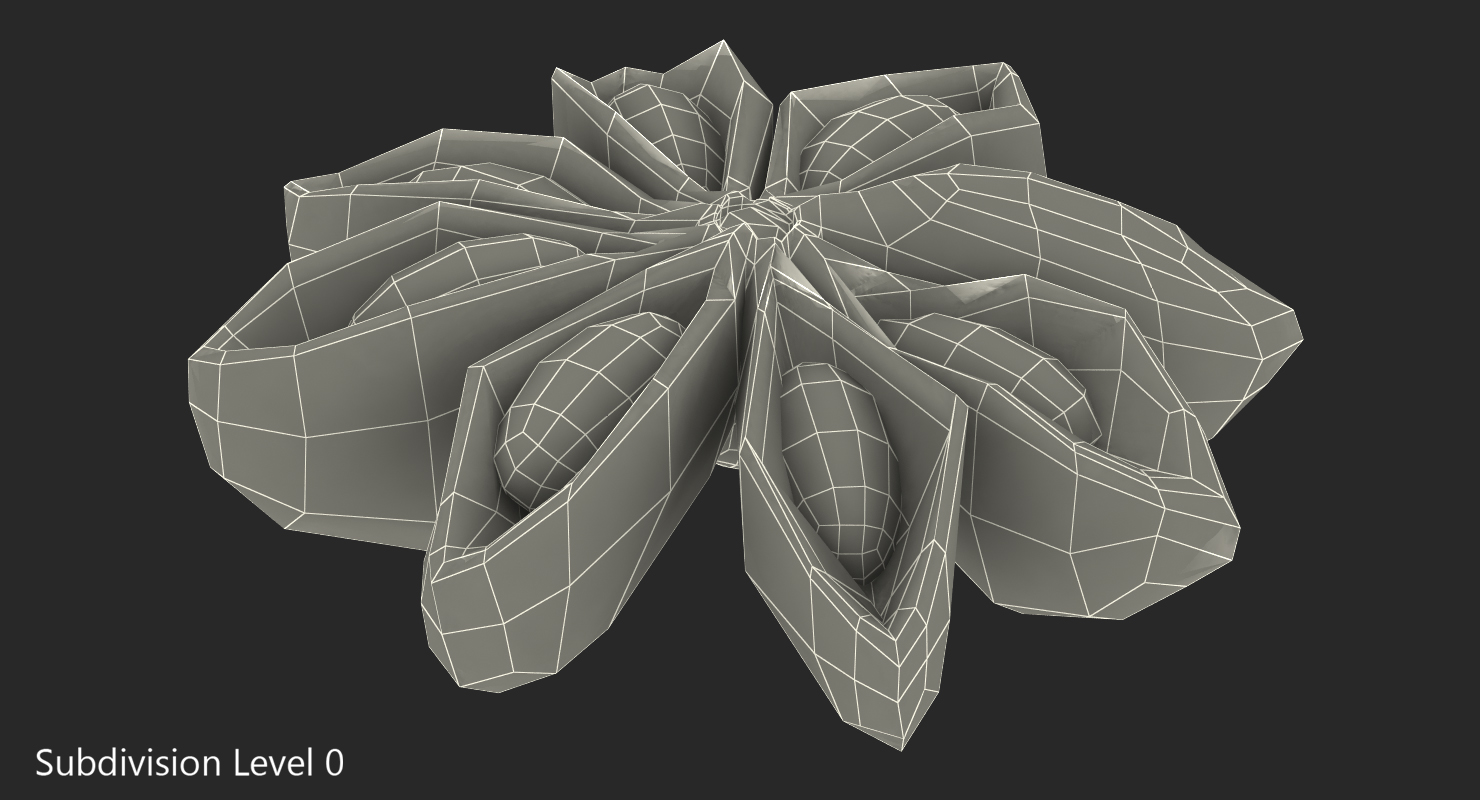 3D model Star Anise