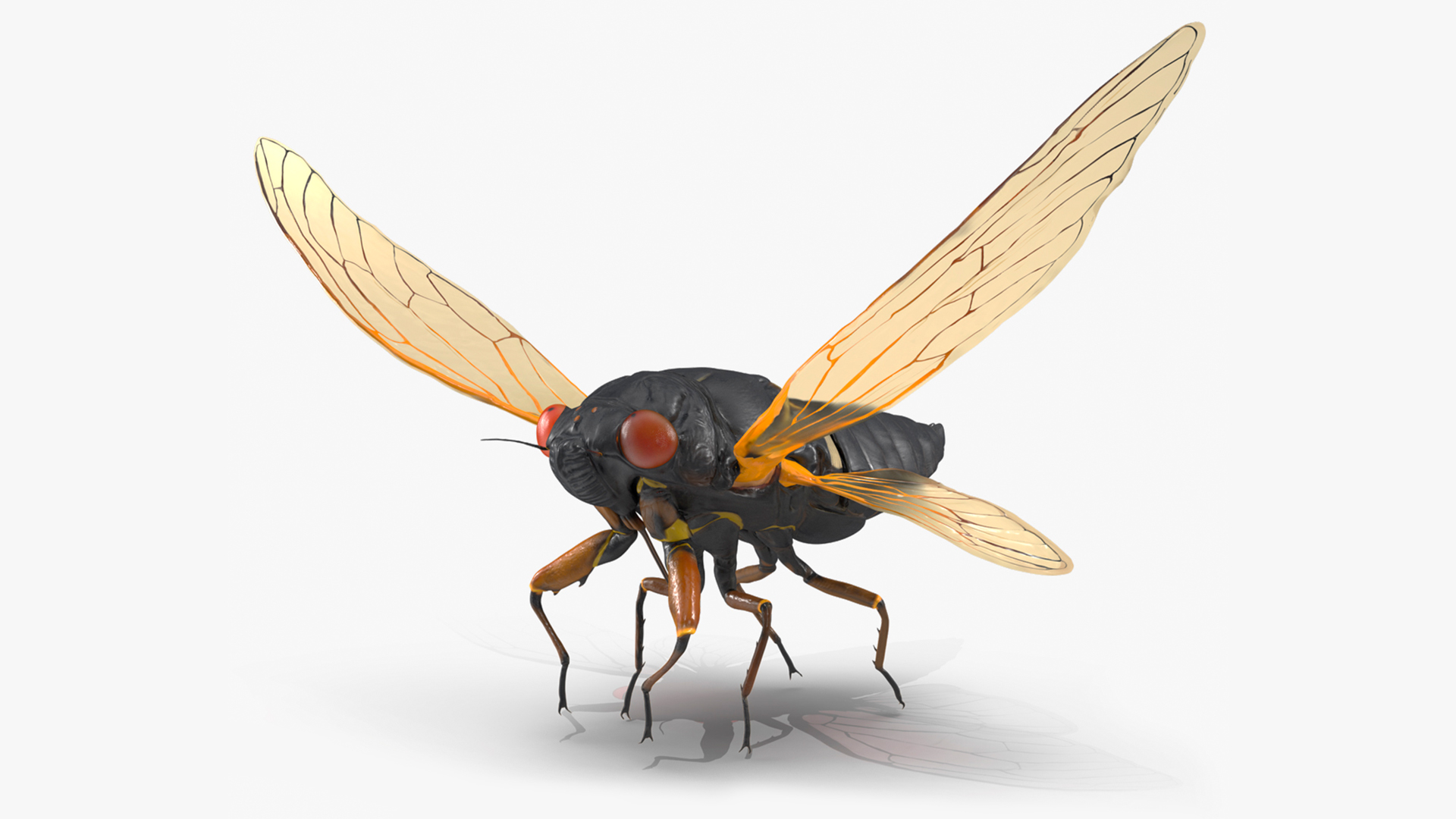 3D model Magicicada Septendecim Pose Takeoff