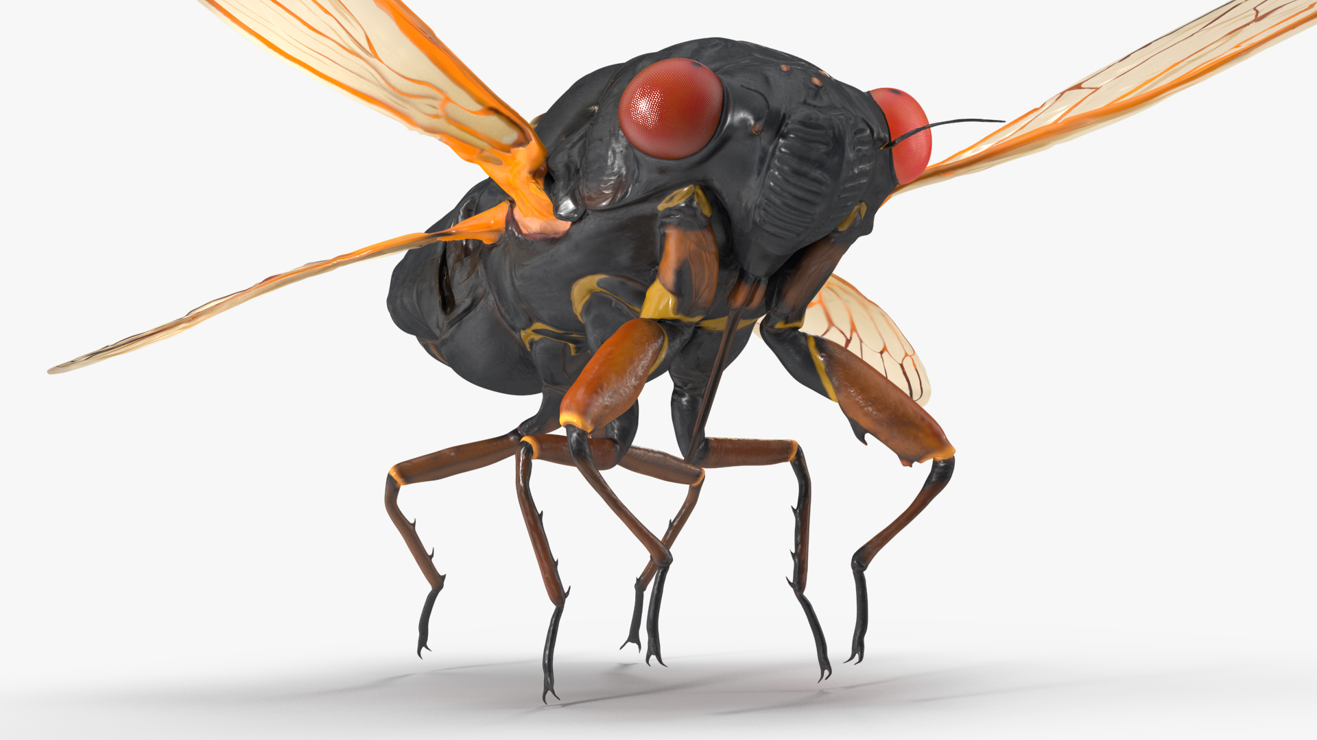 3D model Magicicada Septendecim Pose Takeoff