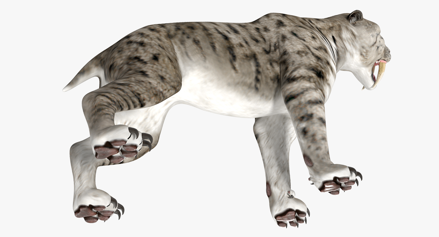 Arctic Saber Tooth Cat Growls Pose 3D model