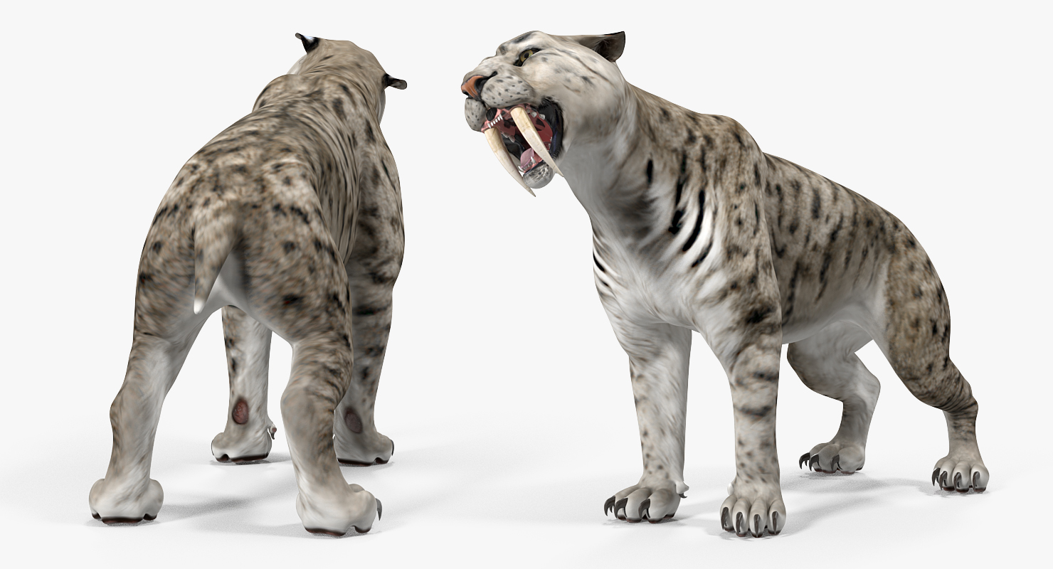 Arctic Saber Tooth Cat Growls Pose 3D model