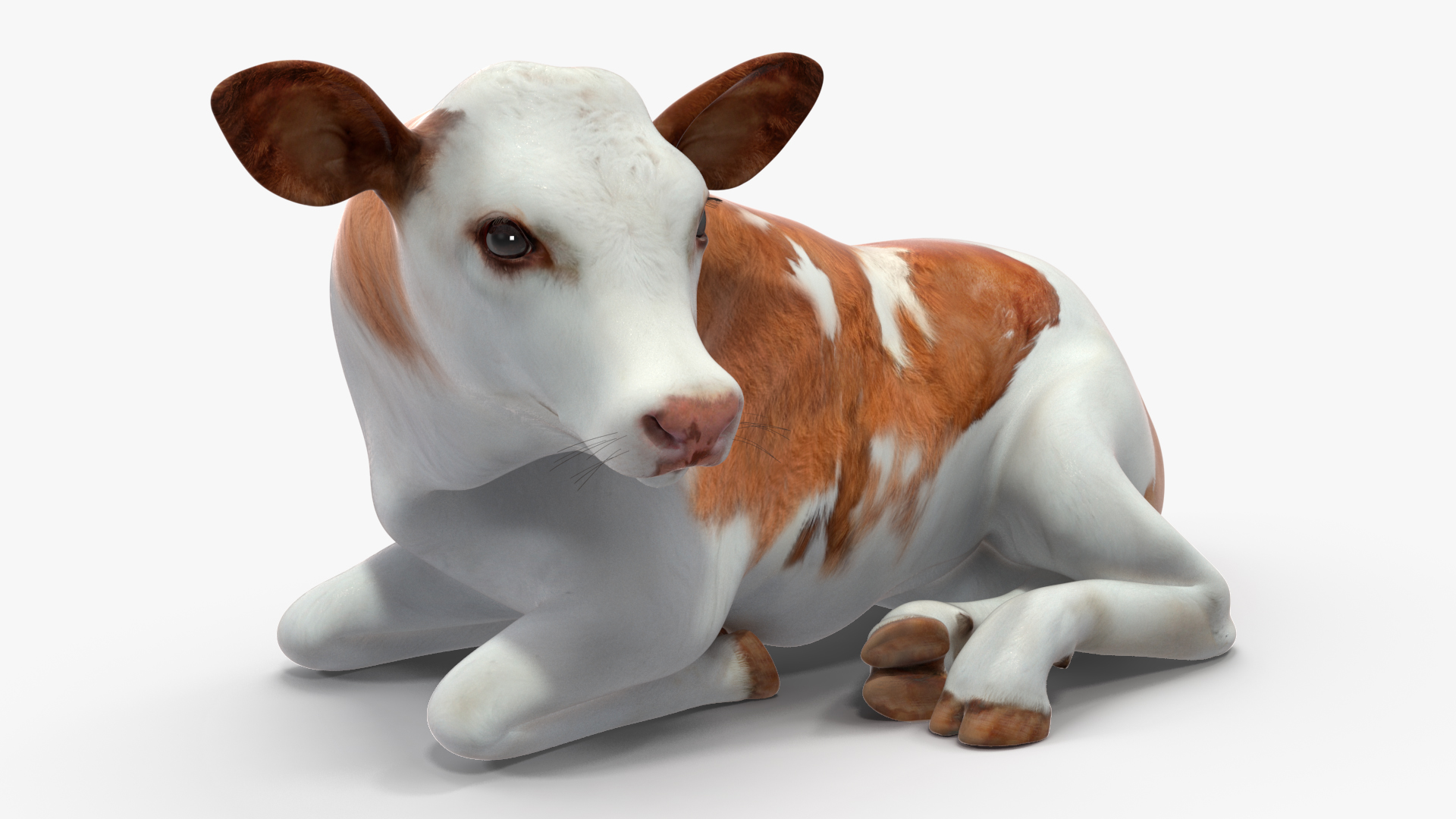 Cow Calf in Lying Pose 3D