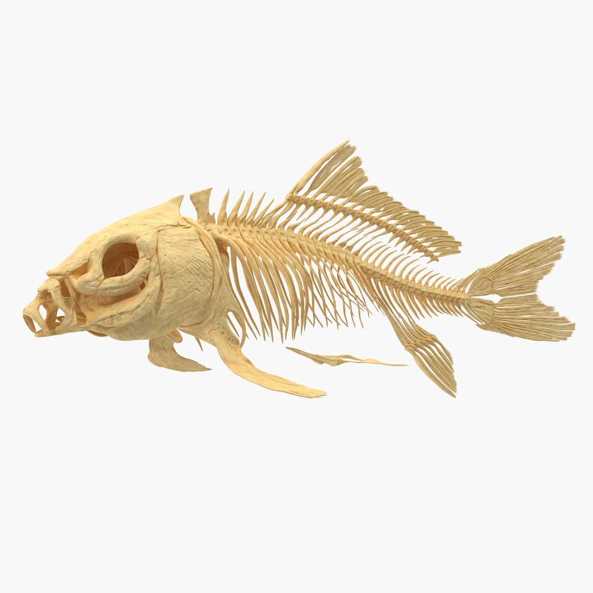 Carp Skeleton