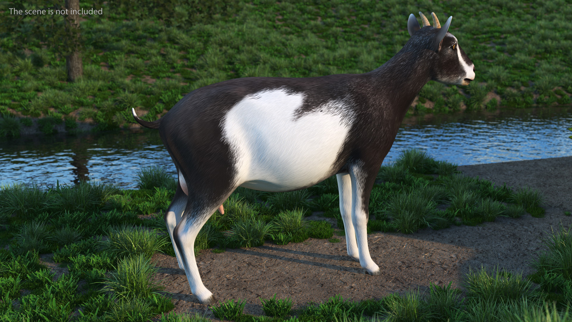 3D Domestic Goat model