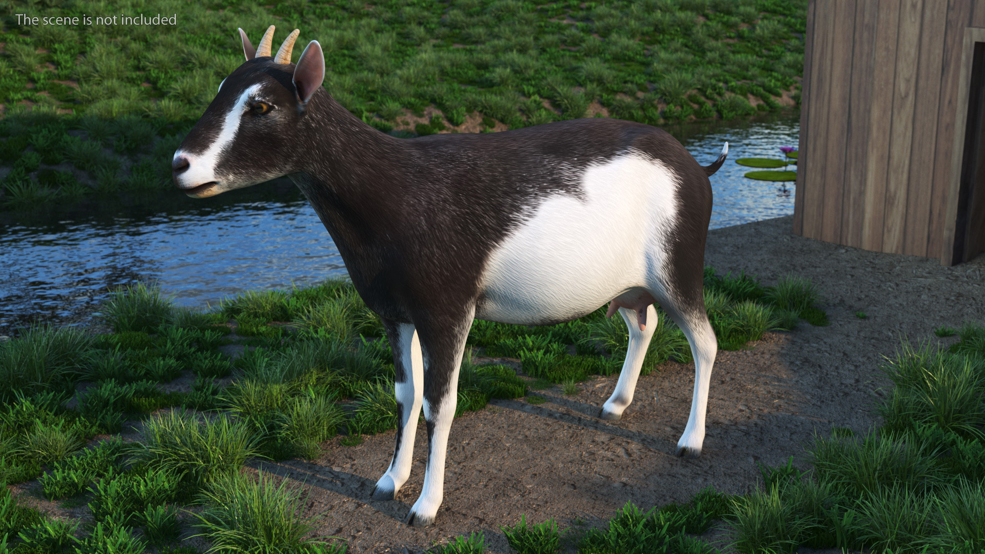 3D Domestic Goat model