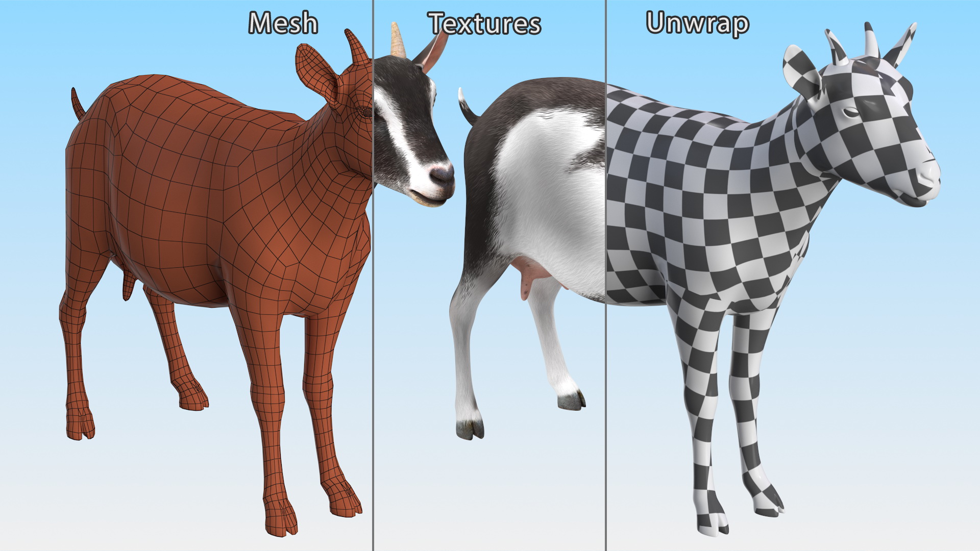 3D Domestic Goat model