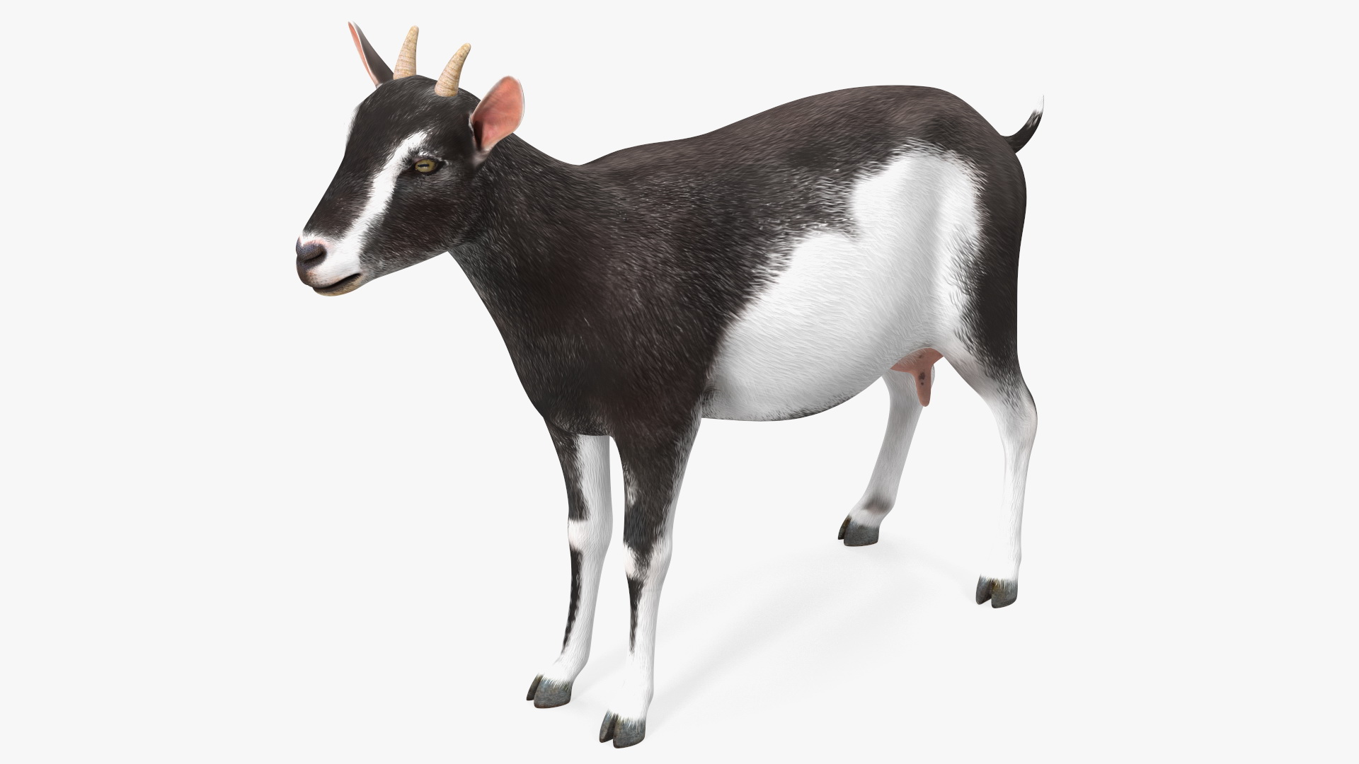 3D Domestic Goat model