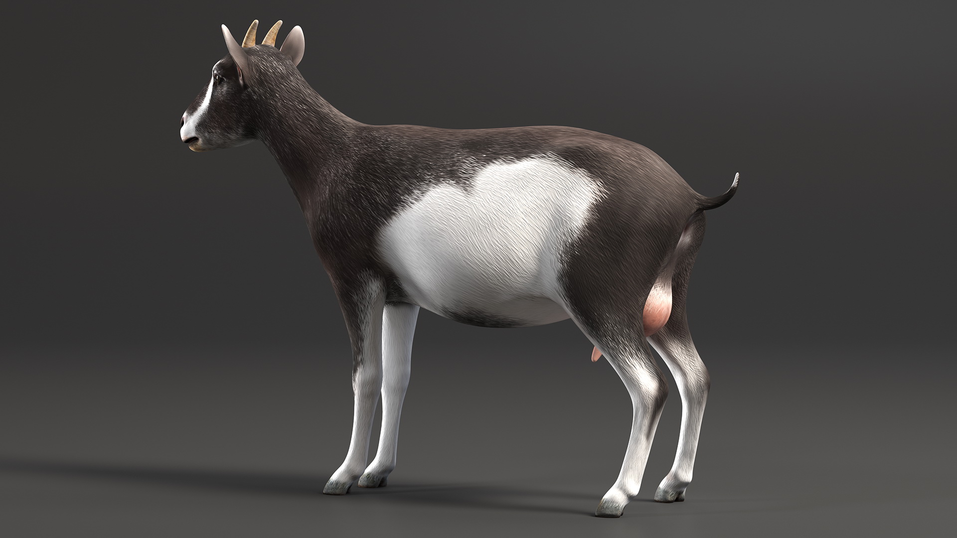 3D Domestic Goat model