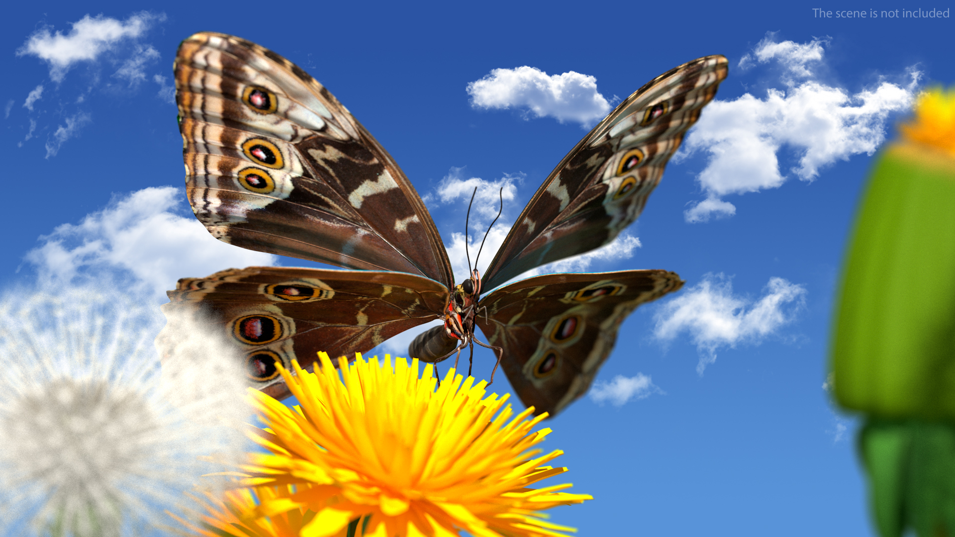 Animated Morpho Peleides Butterfly Flies Rigged 3D